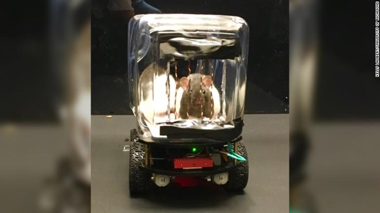 موش ها می توانند رانندگی را یاد بگیرند